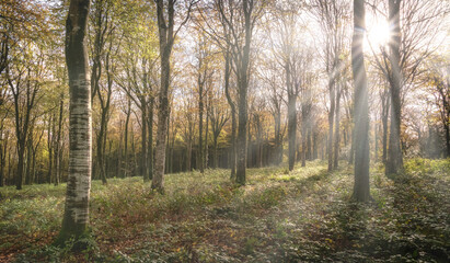 beech woodland into the sun Cornwall idless uk 