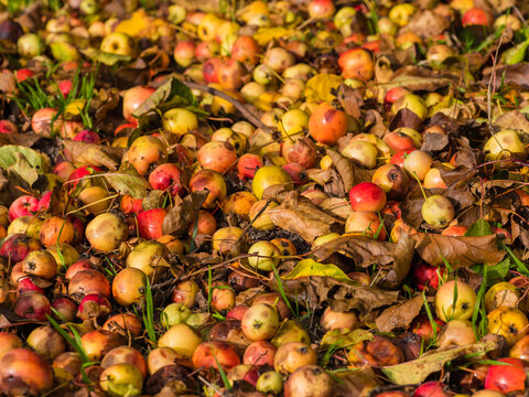 teilweise verfaulte &Auml;pfel auf einer Streuobstwiese im Sonnenlicht im Herbst