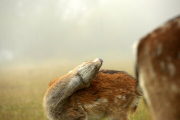 Im Winterkleid. SüßesDamwild im Nebel