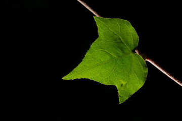 Green Ivy Leaf on black background.