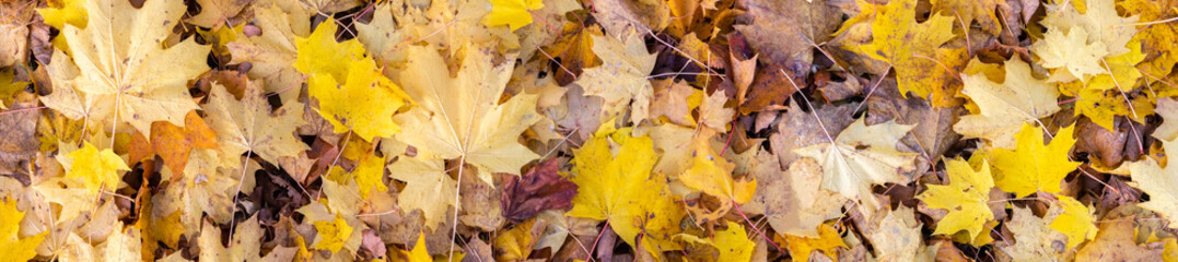 Autumn yellow leaves in autumn park. Fall background with leaves.