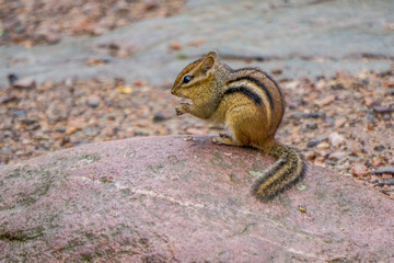 Chipmunk at Whitefish Island Indian Reserve in Sault Ste Marie, Ontario