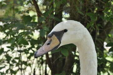 swan in the park