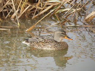 Beautiful Colorful birds great swimmers and fishers on the river