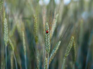 Biedronka na kłosie pszenicy   © Klaudia Baran