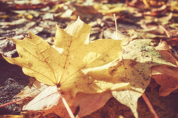 Autumn leaves on the ground, selective focus.