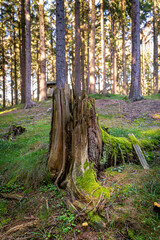 enchanting forest life in the Waldviertel Austria