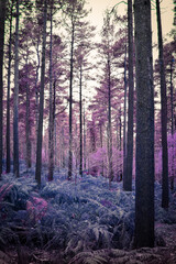 Abstract Nature, Purple Forest, Ireland
