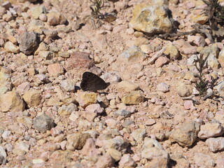mariposa de color negro caminando por un sendero pedregos de la sierra del montsant, en alvarca, tarragona, españa, europa