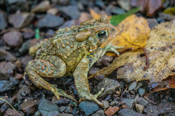 Toad at Whitefish Island Indian Reserve in Sault Ste Marie, Ontario