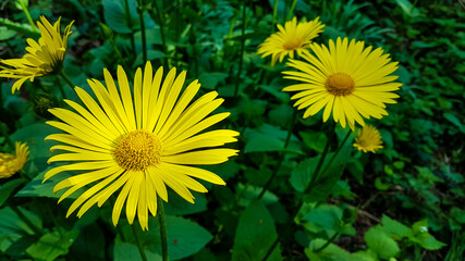 Bright Yellow Oriental leopard's-bane Flower