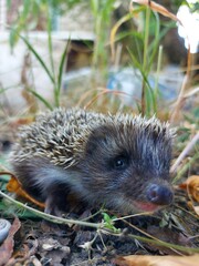 hedgehog in the grass