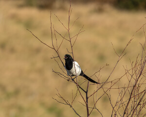 Magpie Resting on Top of a Tree