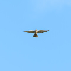 European Kestrel Hovering in the Sky