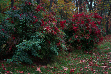 krajobraz drzewa liście natura jesień park