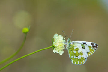 delicate beautiful butterfly on a white wildflower