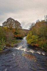 Autumn Trees and Flowing River in Irish Countryside