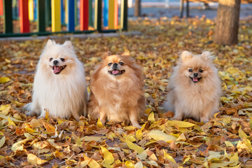 Cute pomeranian spitz Dog family walks on yellow leaves in an autumn park