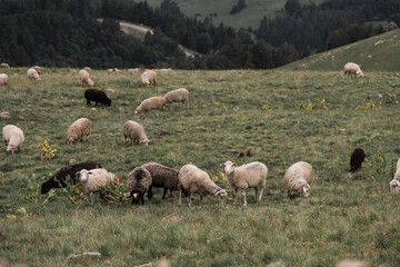 Fototapeta premium sheep graze in the field