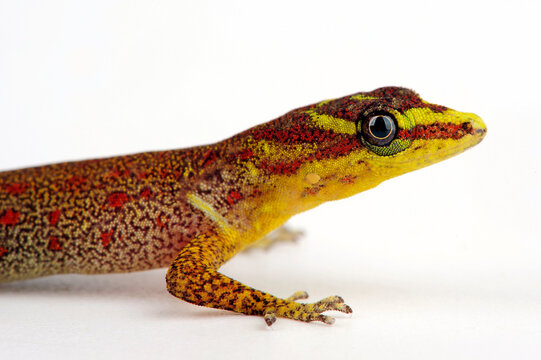 Südamerikanischer Zwerggecko // Trinidad gecko (Gonatodes humeralis)