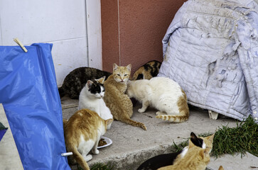 Abandoned street cats © celiafoto