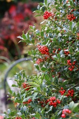 small holly trees with berries