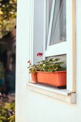 Red flowers blossom in stone orange pots on a windowsill outside on sunny day.