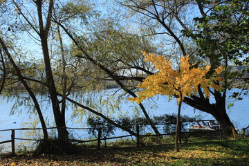 tree with yellow leaves by the lake, autumn season, the colors of nature, Posta Fibreno, Lazio