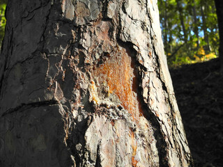 Pine resin glistens in the sun