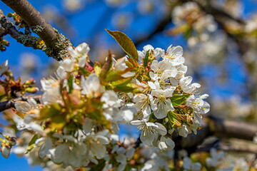 floriditas in cerasus