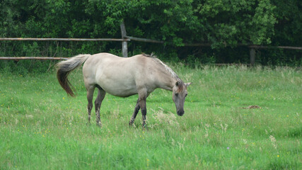 Naklejka na ściany i meble horse and foal , animal , grass ,farm