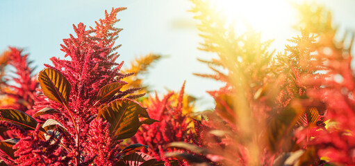 Flowering plants of the edible amaranth grow on the field in the rays of the setting sun against the backdrop of a clear sky. Selective focus. Agricultural background, banner.