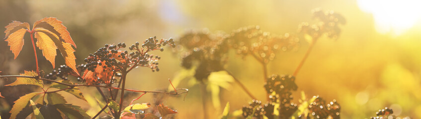 Autumn view of black elderberry in the rays of the autumn sun, banner with selective focus and...