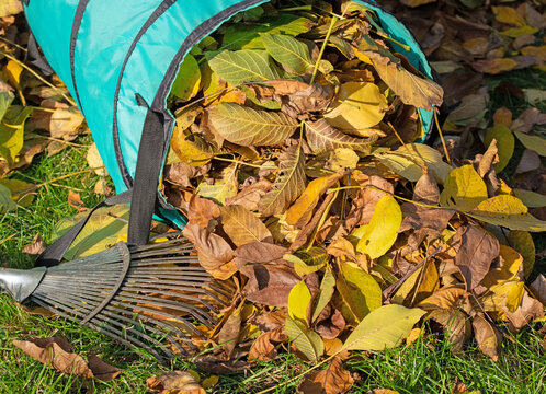 Herbstlaub im Abfallsack mit Laubrechen