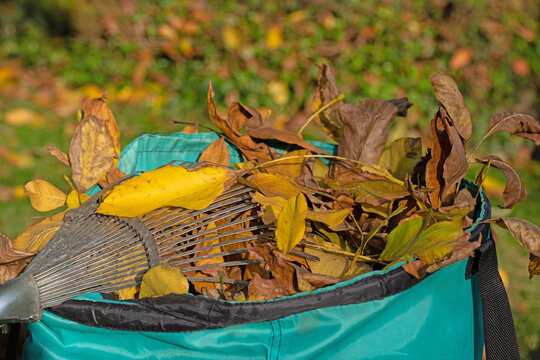 Herbstlaub im Abfallsack mit Laubrechen