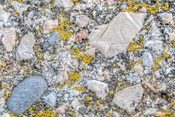 Macrophotographie sur un plan de béton avec des cailloux et de la mousse pour servir d'arrière...