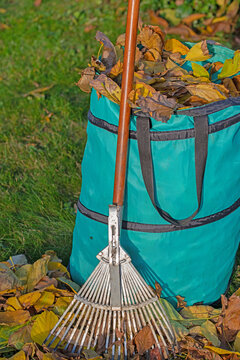 Herbstlaub im Abfallsack mit Laubrechen