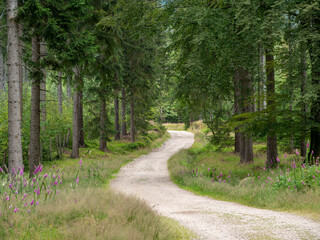 road in the woods