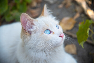 Naklejka na ściany i meble A white cat with blue eyes looks at something in surprise
