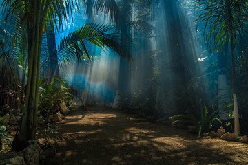 amazing morning light in jungle garden - obrazy, fototapety, plakaty