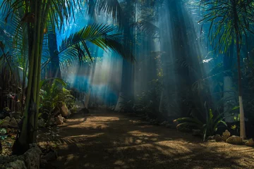 erstaunliches morgenlicht im dschungelgarten © Jacek