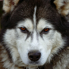 malamute , husky ,dog , siberian ,  © karol