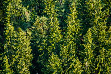 Coniferous forest tree branches from above