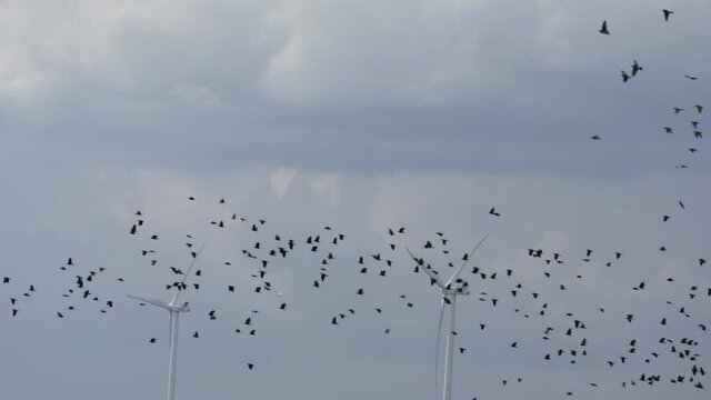 Birds fly against the background of the Wind turbine.