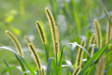 Setaria pumila grows in the field.