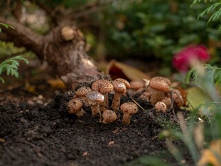 mushrooms on the tree