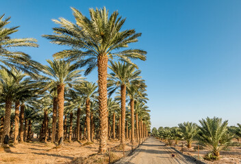 Fototapeta na wymiar Plantation of date palms for healthy food is rapidly developing agriculture industry in desert areas of the Middle East