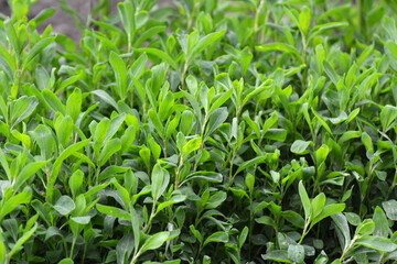In spring, the green grass Polygonum aviculare grows