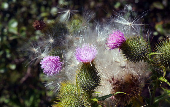 Spear thistle in bloom near Tiya in central Ethiopia