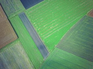 Colorful and rectangular fields with corn and wheat from a bird's eye view